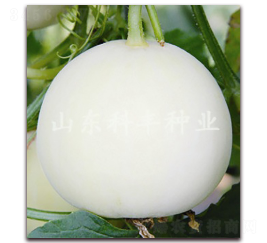 ������ѩ-��ϷN��-���S�N�I(y��)