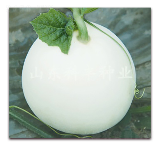 ������ѩ-��ϷN��-���S�N�I(y��)