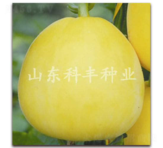 ɽ������̖(h��o)-��ϷN��-���S�N�I(y��)