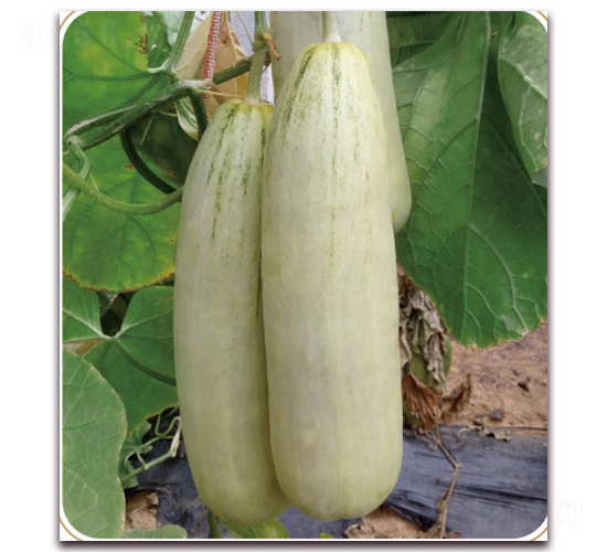 ɽ����1906-��ϷN��-���S�N�I(y��)