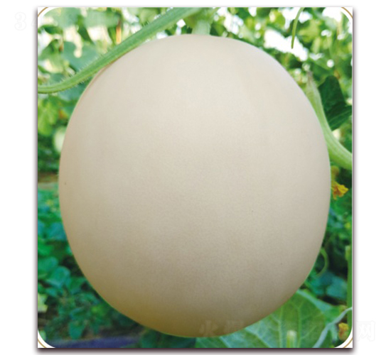 ɽ����1813-��ϷN��-���S�N�I(y��)