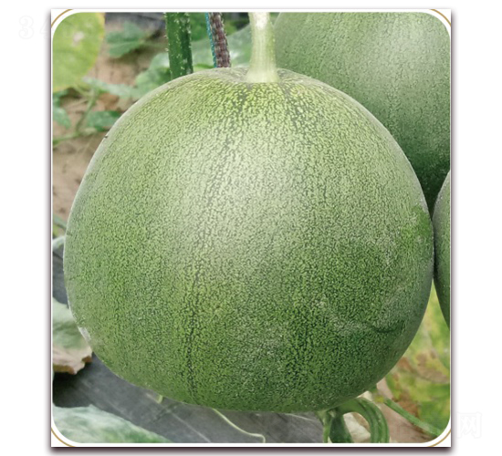 �G����-��ϷN��-���S�N�I(y��)