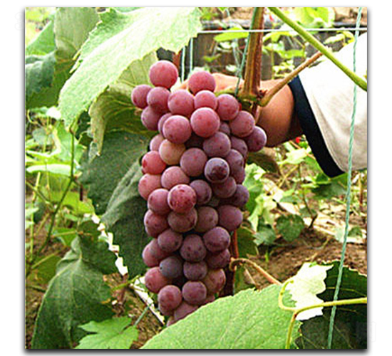 ����õ������-���ѷN��