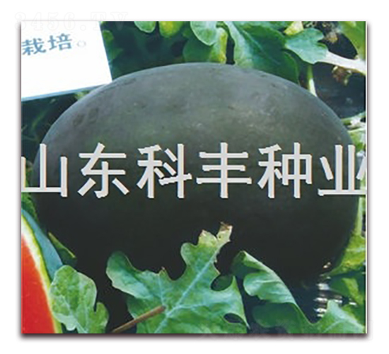 ������-���ϷN��-���S�N�I(y��)