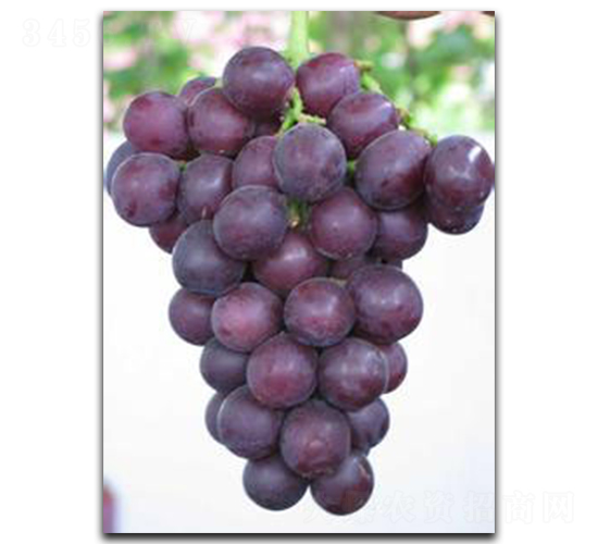 ����-���ѷN��