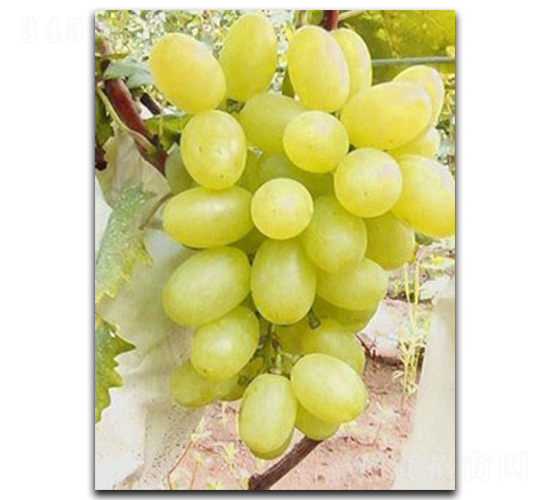 �S����������-���ѷN��