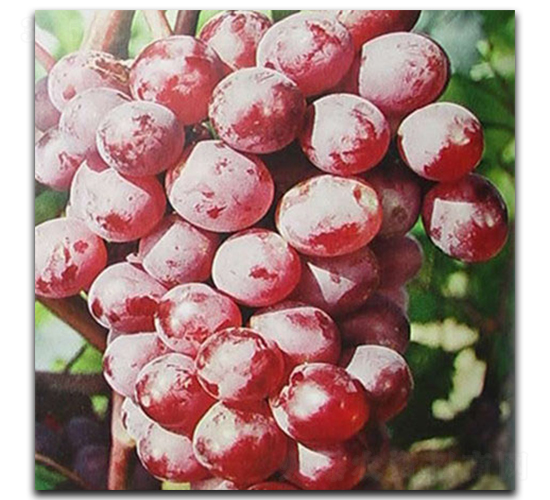 �o����������-���ѷN��