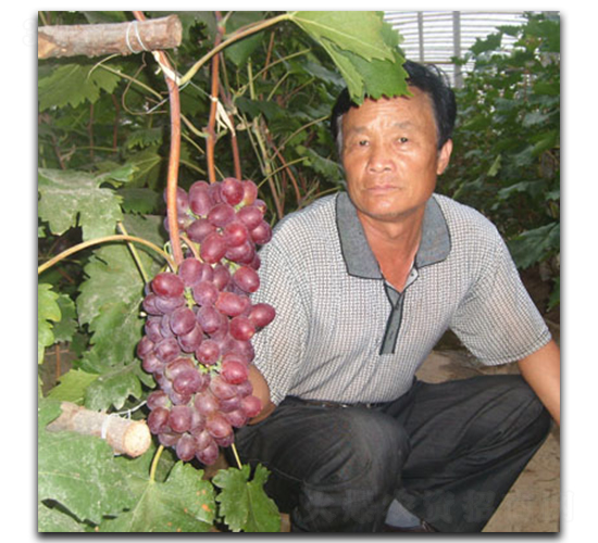 ���ռt����-���ѷN��