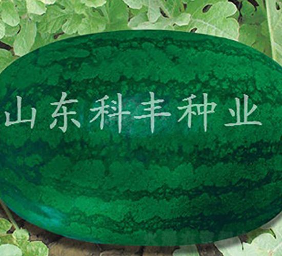 �����S����̖-���ϷN��-���S�N�I(y��)