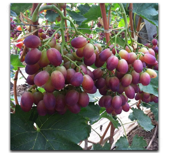 �¾�������-���ѷN��