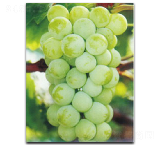 ꖹ�õ��-���ѷN��