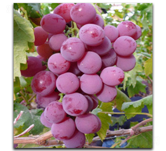 ��t������-���ѷN��