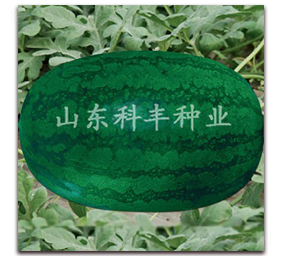 �߿����B��-���ϷN��-���S�N�I(y��)