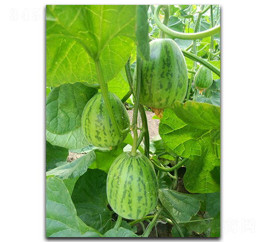 ���л�������Ƥ�(l��i)�ͣ�-��ϷN��