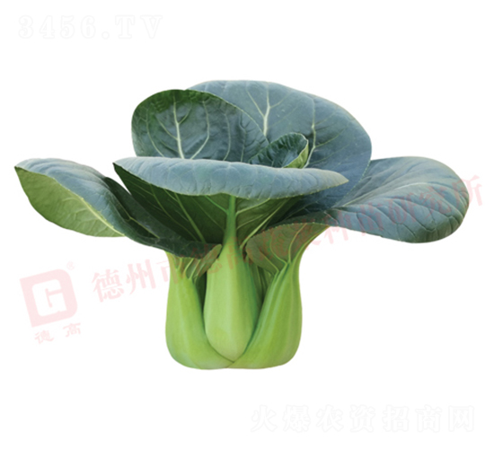 �¸�1135-�๣�˷N��-�¸ߡ�