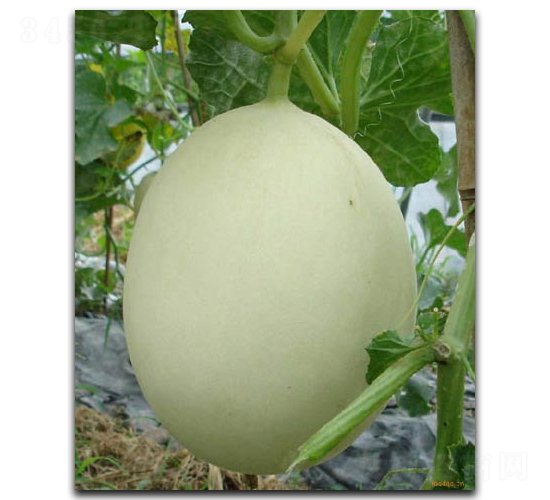 ���۴���-��ϷN��