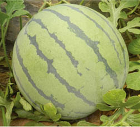 ����-���ϷN��