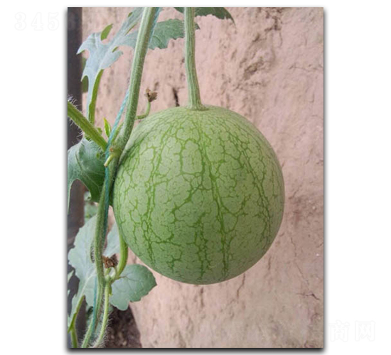 ����W6-���ϷN��