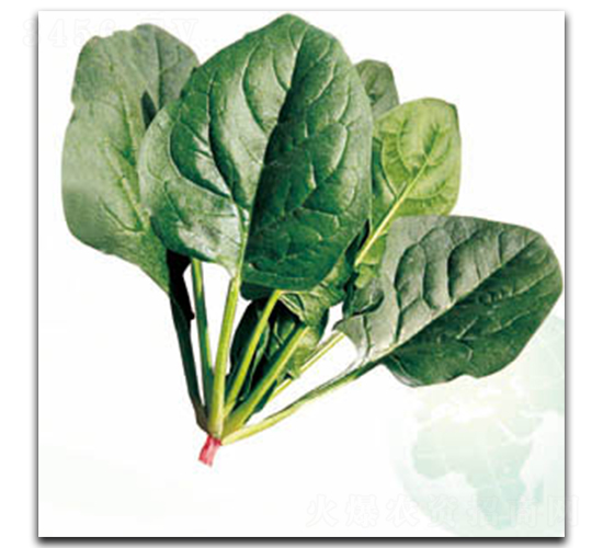 �ʼ����v-���˷N��