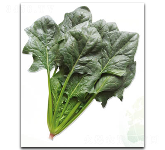 ʥ�S-���˷N��