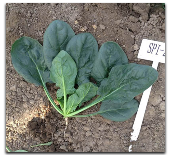 �|�����G-���˷N��