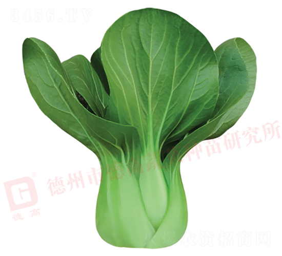 ���_������-�¸�569-�๣�˷N��-�¸�