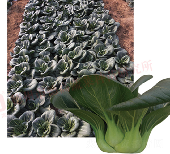 �K����-�¸��Kɺ��-�๣�˷N��-�¸�