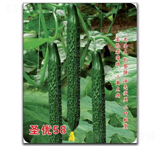 ʥ��(y��u)58-�S�ϷN��