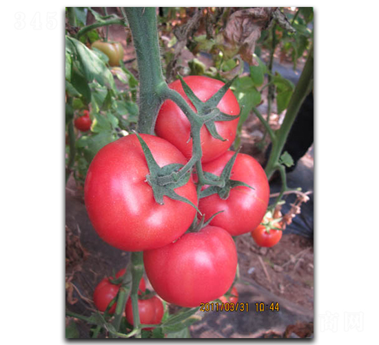 ����PT306-���ѷN��