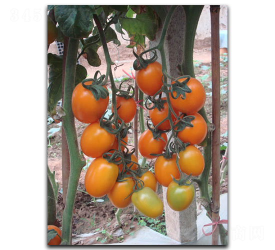 �S�_��-���ѷN��