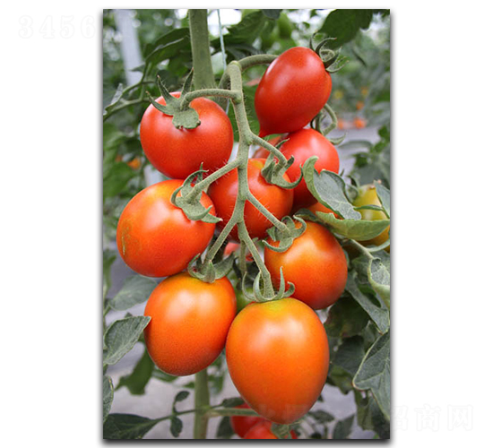 �t�_��-���ѷN��