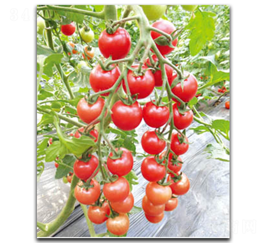 ����CT136-���ѷN��