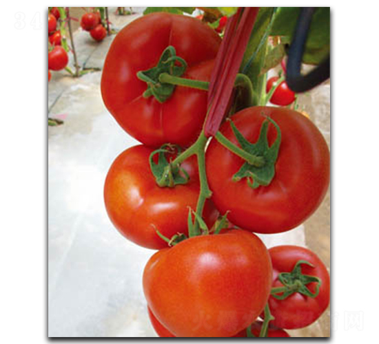 ����-���ѷN��