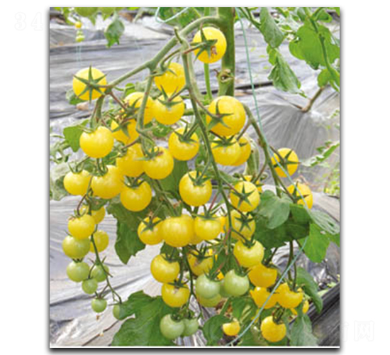 ���141-���ѷN��