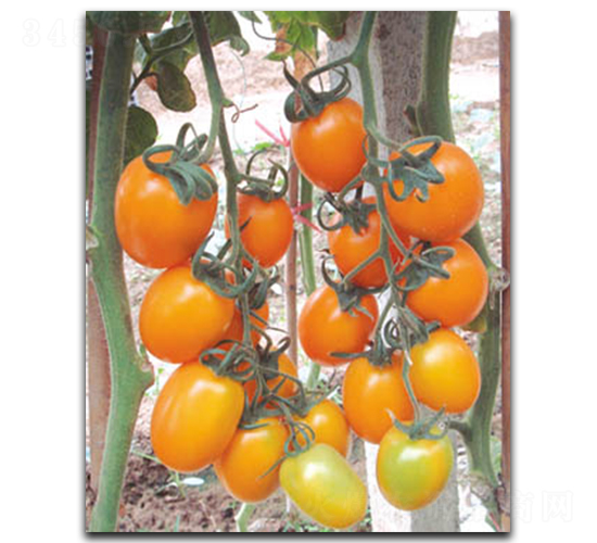 �S��-���ѷN��