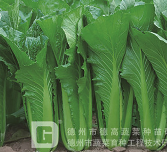 ����7̖(h��o)-��˷N��-�¸�