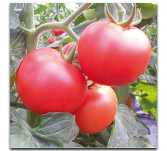 �۶�-���ѷN��