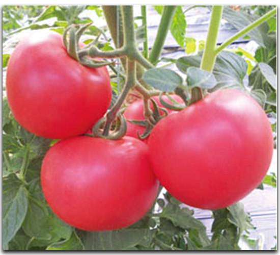 ���נ�-���ѷN��