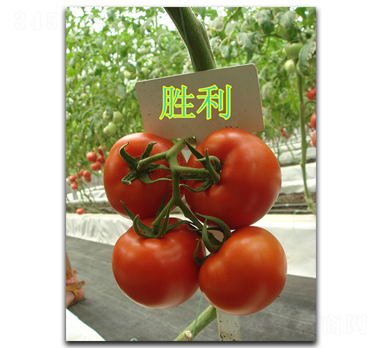 ��������-���ѷN��