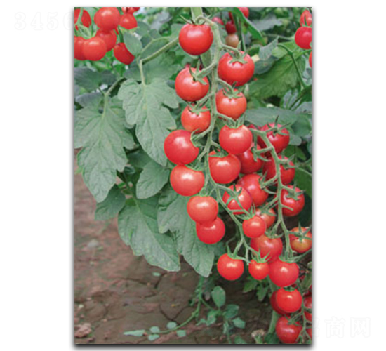 ����CT532-���ѷN��