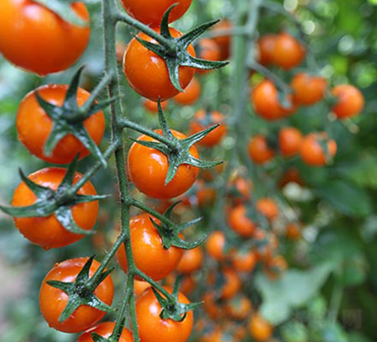 ���гș�2̖(h��o)-���ѷN��