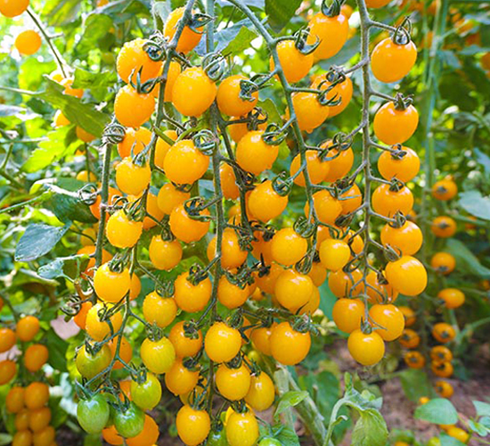 �����S��2̖(h��o)-���ѷN��