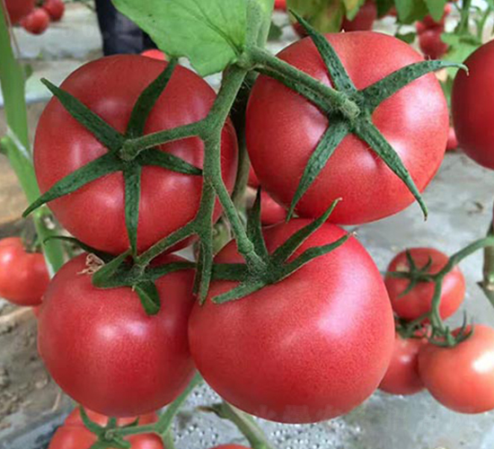 ����PT328-���ѷN��