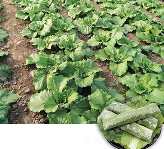 �¸�ߨ�Ͳ�-��ײ˷N��-�¸�