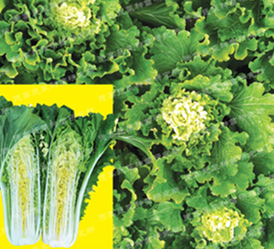 ��ò�-�¸�371-��ײ˷N��-�¸�