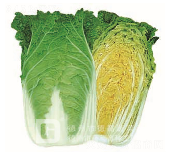 �S�İײ�-���P��-��ײ˷N��-�¸�