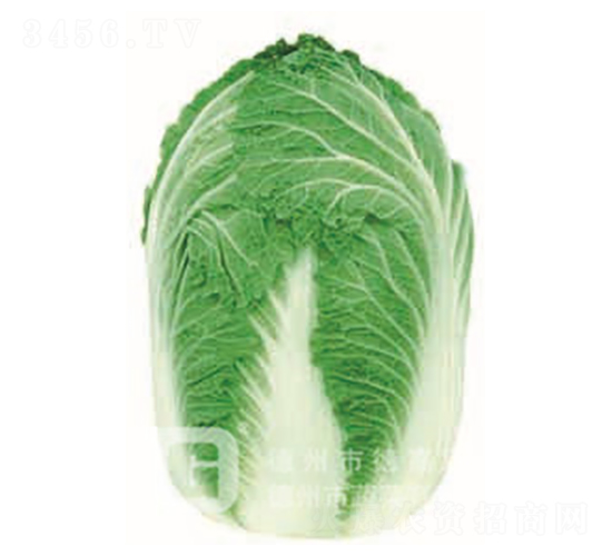 �ڏ��Ͱײ�-�ل�-��ײ˷N��-�¸�