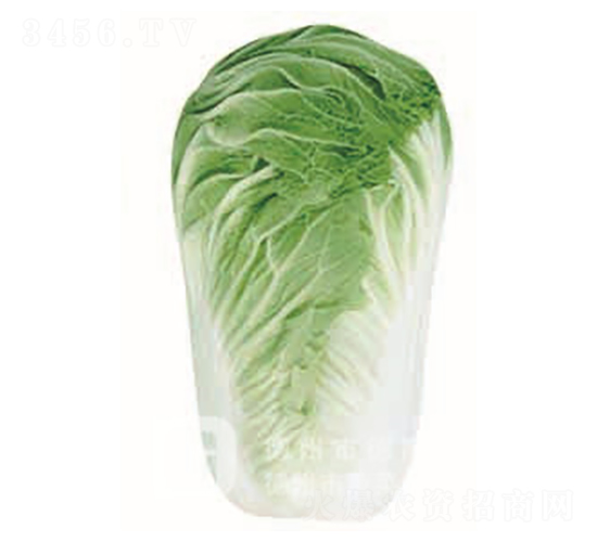 �¸�8̖(h��o)-��ײ˷N��-�¸�