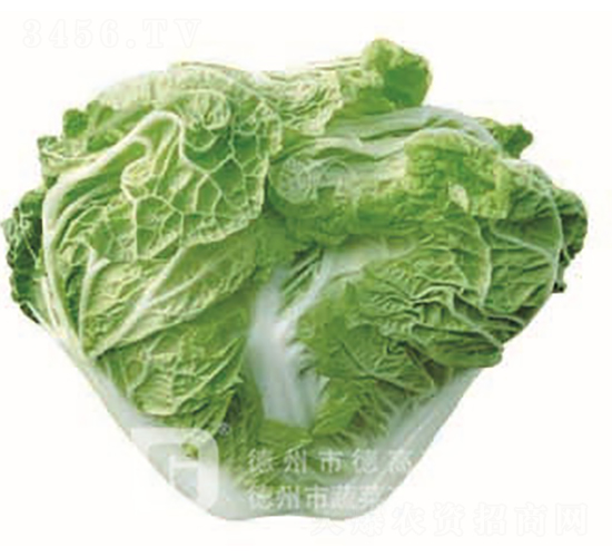 С��65-��ײ˷N��-�¸�