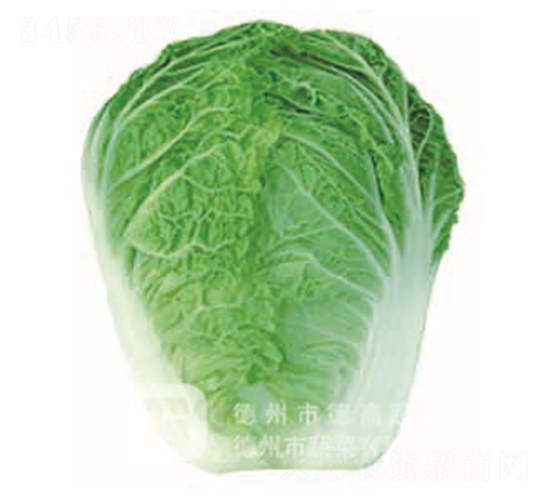 �¸�181-��ײ˷N��-�¸�